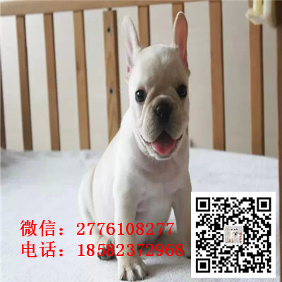广安哪里有卖法国斗牛犬 短方体法牛幼犬多少