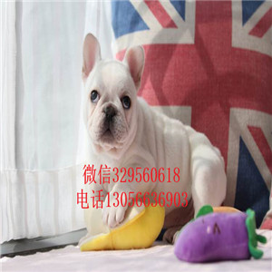 黑龙江哈尔滨出售大头法斗虎斑法斗血统纯正