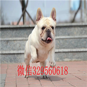 巢湖卖纯种法牛正规犬舍繁殖法牛短体法斗法斗