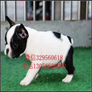 江西萍乡出售短体法斗黑色法斗犬舍认证