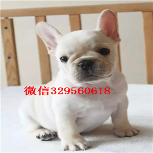 青岛出售多种颜色法斗犬哪里能买到纯种法斗疫苗齐全 价格实惠家养纯种法斗出售