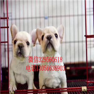 辽宁铁岭哪里有卖法牛的精品法国斗牛犬黑白花法斗血统纯正