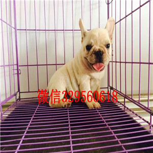 枣庄出售长期出售纯种法斗疫苗齐全 价格实惠