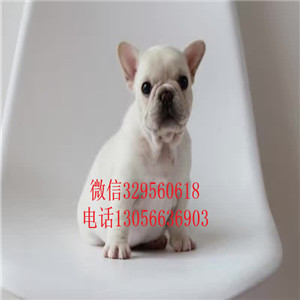 湖南衡阳哪里能买到法斗一道筋法斗黑白花法斗