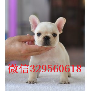 聊城出售哪里能买到纯种法斗纯种法斗幼犬出售