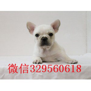 永州出售多种颜色法斗犬奶油色法国斗牛犬疫苗