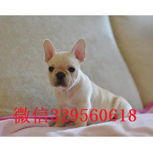 随州卖双血统法牛奶油色法斗多少钱黑色法牛法