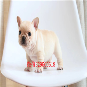 福州宠物店法斗犬奶油色法国斗牛犬法国斗牛犬