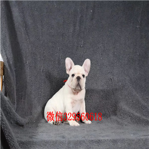 晋中出售奶油色法国斗牛犬斗牛犬犬舍纯种斗牛