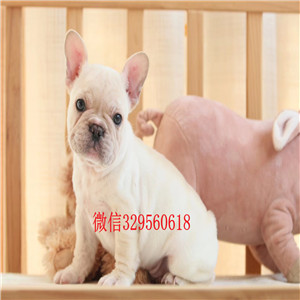 衡阳出售黑色法国斗牛犬斗牛犬出售斗牛犬狗场