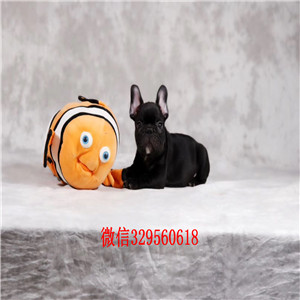 琼中哪里有卖奶油色法国斗牛犬斗牛犬图片纯种