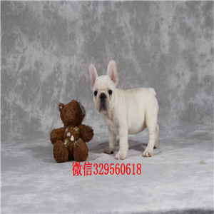 晋中出售纯种健康斗牛犬斗牛犬图片双血统斗牛