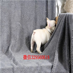 长治哪里有卖奶油色法国斗牛犬斗牛犬价格斗牛犬哪里有