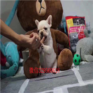 琼中出售纯种法国斗牛犬斗牛犬图片斗牛犬哪里