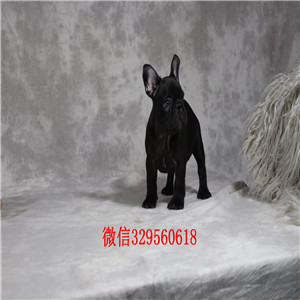 广安哪里能买到奶油色法国斗牛犬斗牛犬图片纯