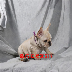 铜川哪里有卖奶油色法国斗牛犬斗牛犬图片双血