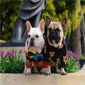 长沙哪里有卖奶油色法国斗牛犬斗牛犬图片纯种