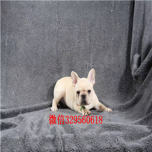 常德哪里能买到纯种法国斗牛犬斗牛犬犬舍双血