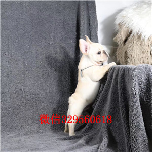 长治哪里有卖奶油色法国斗牛犬斗牛犬价格斗牛犬哪里有