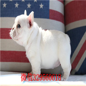 济南哪里有法国斗牛犬出售 法牛哪里的纯种健