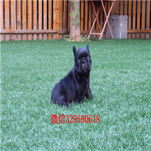 萍乡哪里能买到纯种健康斗牛犬斗牛犬出售斗牛