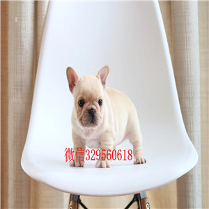 陇南哪里有卖纯种健康斗牛犬斗牛犬图片斗牛犬