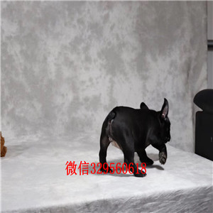 三沙哪里有卖奶油色法国斗牛犬斗牛犬图片纯种