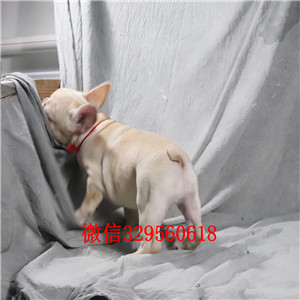 平凉出售黑色法国斗牛犬疫苗齐全纯种斗牛犬