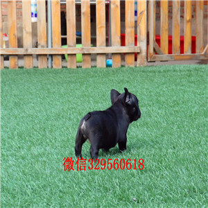 萍乡哪里能买到奶油色法国斗牛犬斗牛犬图片斗