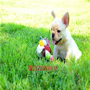 琼中出售纯种法国斗牛犬斗牛犬图片斗牛犬哪里有