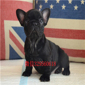 荆州哪里有卖纯种法国斗牛犬斗牛犬犬舍斗牛犬哪里有