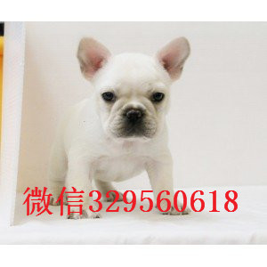 萍乡哪里有纯种健康的法国斗牛犬出售 法牛哪