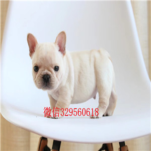 潍坊哪里能买到黑色法国斗牛犬斗牛犬出售斗牛