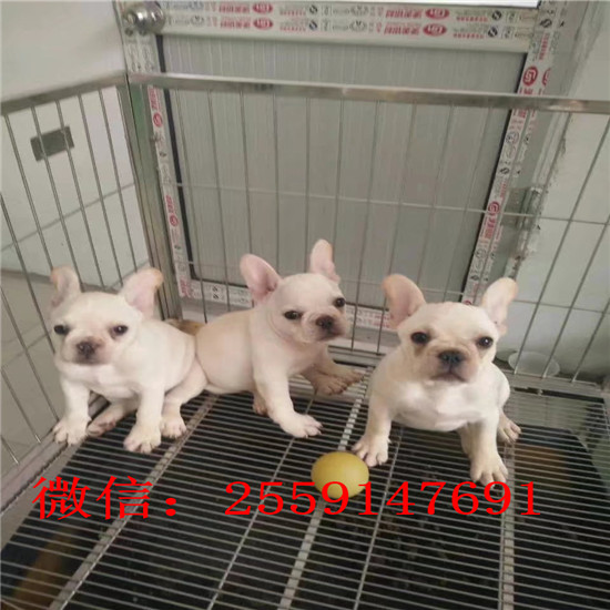 长沙市哪里卖法国斗牛犬 长沙市哪里卖健康的黑色法国斗牛犬