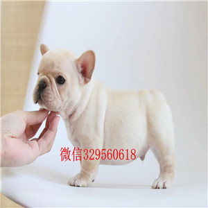 长沙哪里有卖纯种法国斗牛犬斗牛犬犬舍斗牛犬