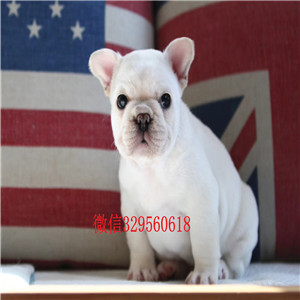 定西哪里能买到纯种健康斗牛犬斗牛犬犬舍斗牛犬哪里有