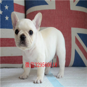 临夏哪里有卖纯种法国斗牛犬斗牛犬图片纯种斗