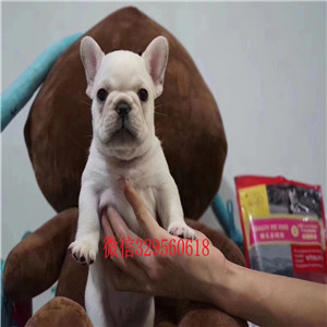 常德哪里能买到纯种法国斗牛犬疫苗齐全斗牛犬