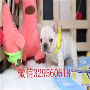  萍乡哪里有卖奶油色法斗 奶油色法斗图片 小