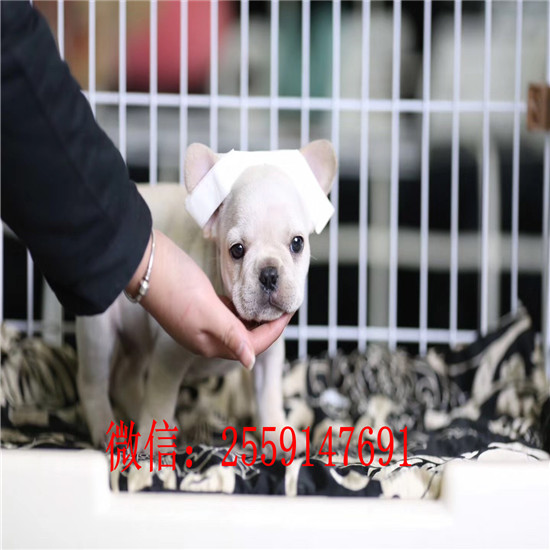 长沙市哪里卖法国斗牛犬 长沙市哪里卖健康的黑色法国斗牛犬