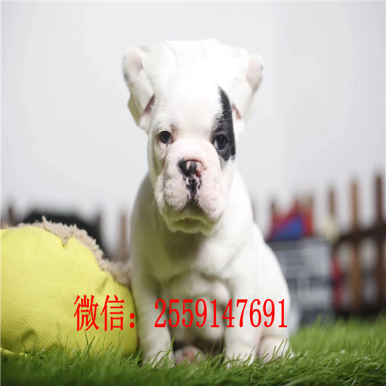 长沙市哪里卖白色法国斗牛犬 长沙市哪里买的