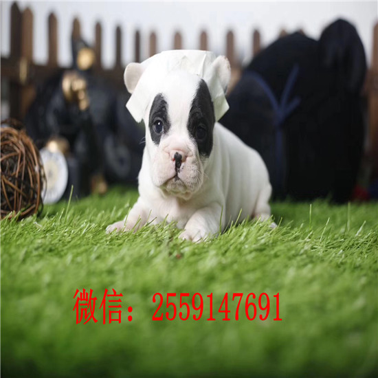 长沙市哪里卖法国斗牛犬 长沙市哪里卖健康的