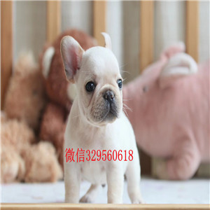 武威哪里能买到纯种法国斗牛犬斗牛犬价格纯种