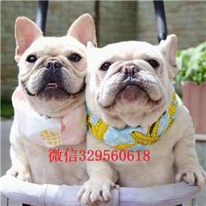 延安出售奶油色法国斗牛犬斗牛犬图片斗牛犬狗