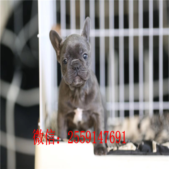 重庆哪里卖黑白法牛 重庆哪里卖纯种法牛犬 奶油色法牛多少钱