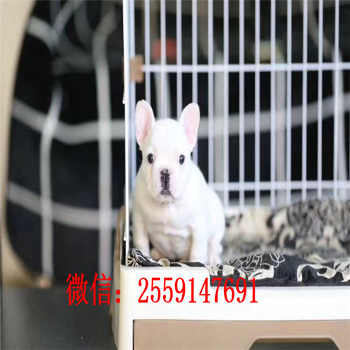 衡阳法牛犬舍 衡阳纯种法牛多少钱 衡阳黑白法牛怎么卖的 衡阳奶油色法牛