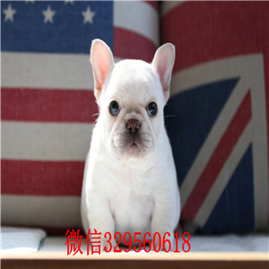  青岛出售全白色法国斗牛犬，纯种法牛价钱，精品