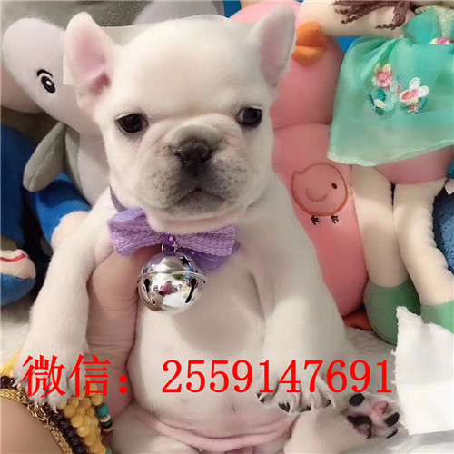 纯种犬繁殖基地出售法斗幼犬 疫苗做齐签订售