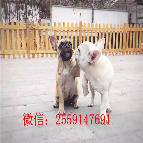 十堰法牛犬舍 十堰纯种法牛多少钱 十堰黑白法牛怎么卖的 十堰奶油色法牛