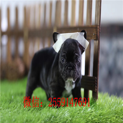 黄石哪里卖纯种法国斗牛犬 黑白法牛怎么卖 奶油色法牛多少钱